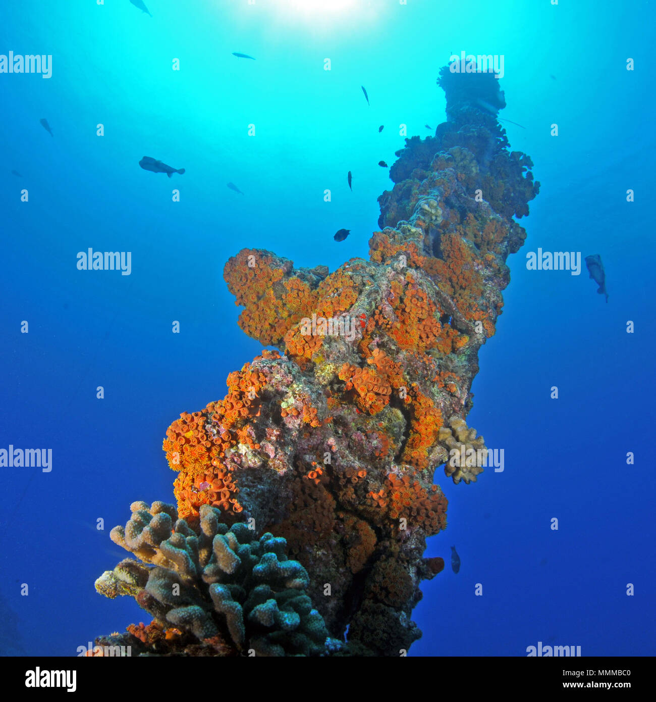 Incrostati di coralli sul montante del Mahi naufragio presso la costa ovest di Oahu, Hawaii, STATI UNITI D'AMERICA Foto Stock