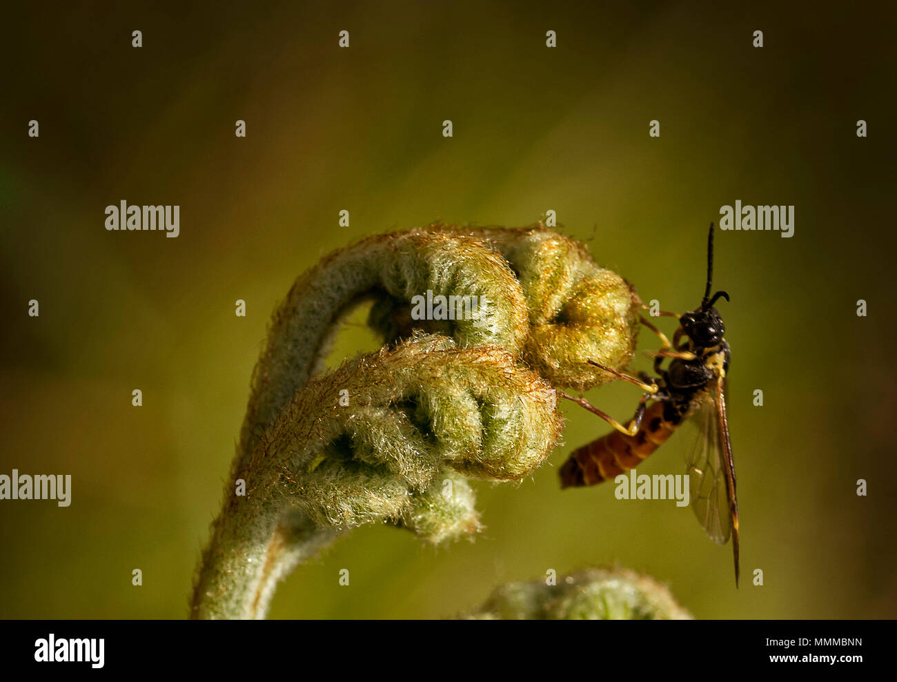 Una foto macro di un nuovo impianto di felce distensione con un ape su di esso. Foto Stock