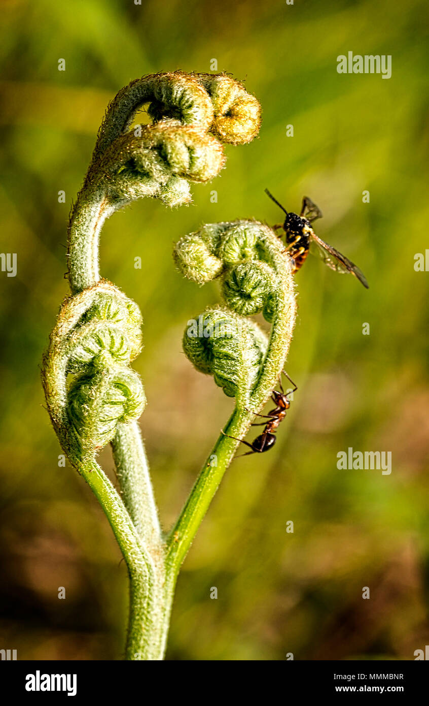Una foto macro di un nuovo impianto di felce con una formica e bee su di esso. Foto Stock