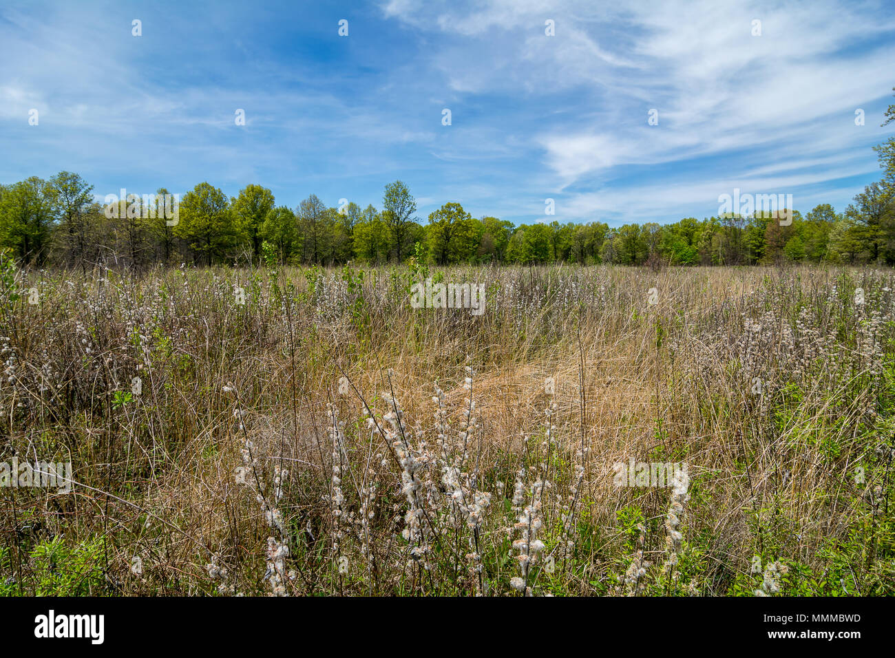 Una rara savana Oak si trova a Kitty Todd membro Nature Preserve in rovere aperture regione del nord-ovest in Ohio. Foto Stock