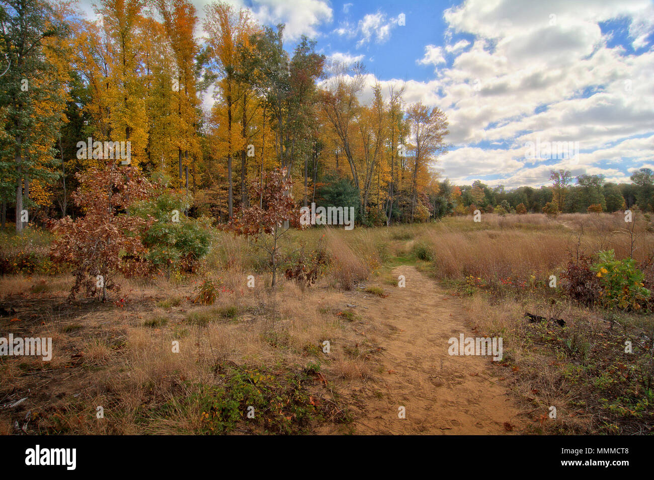 Un sentiero di sabbia in corrispondenza di aperture di quercia preservare Metropark in Toledo Ohio. Parte di una grande quercia savana regione nella zona di te. Foto Stock