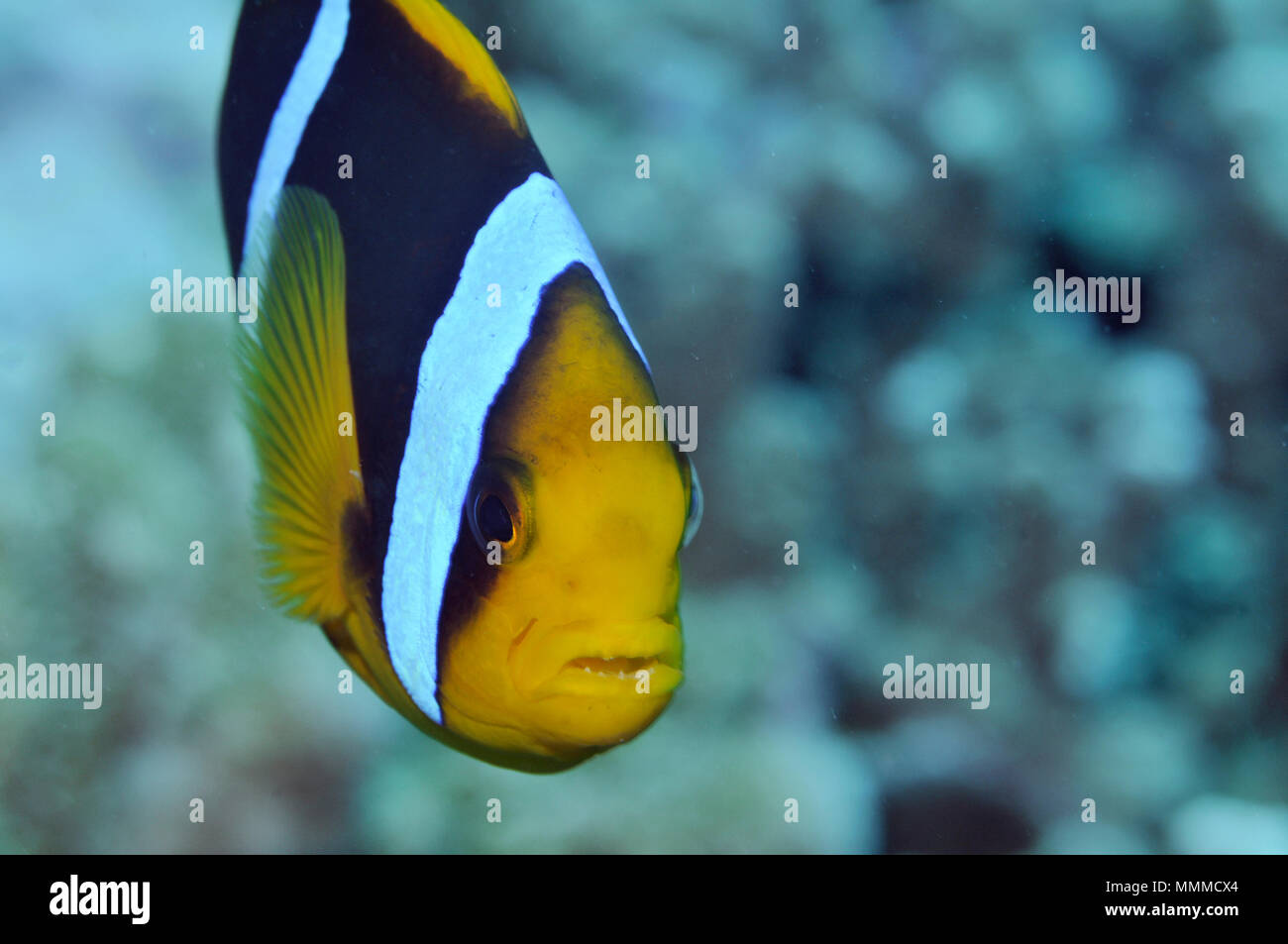 Clark, anemonefish Amphiprion clarkii, isola di Wallis, Wallis & Futuna, Sud Pacifico Foto Stock