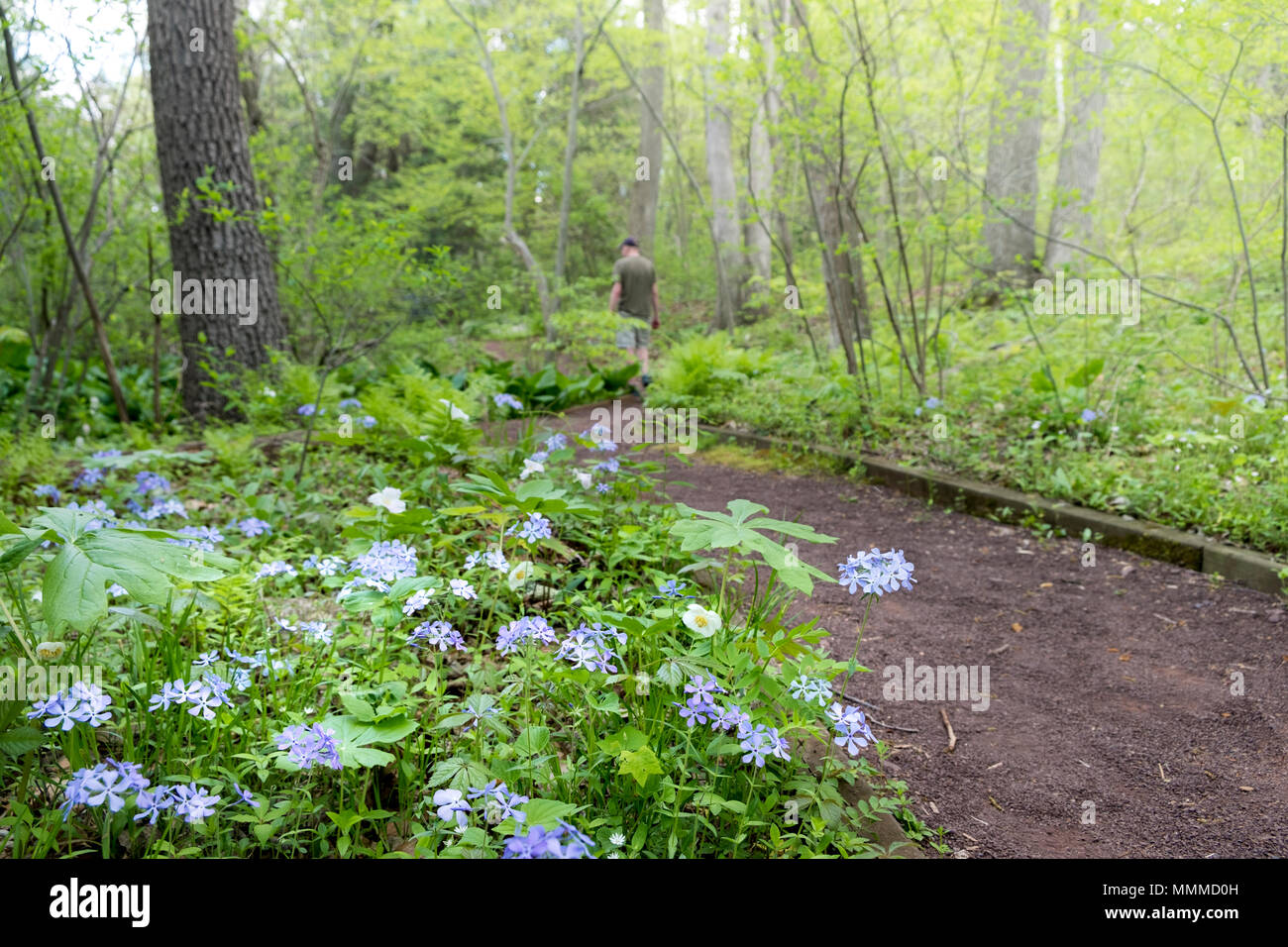 Giardino nella contea di Bucks con piante autoctone e fiori, Bowman Hill Millefiori preservare, nuova speranza, Pennsylvania, STATI UNITI D'AMERICA Foto Stock