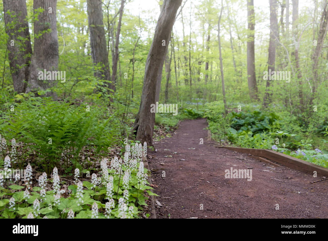 Foamflower (Tiarella cordifolia) e piante native e fiori sul percorso, Bowman Hill Millefiori preservare, nuova speranza, Pennsylvania, STATI UNITI D'AMERICA Foto Stock