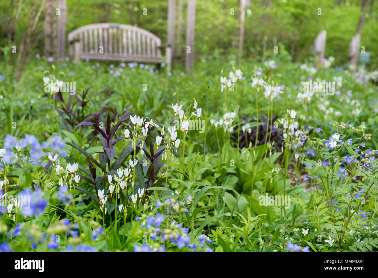 Shooting Star (Dodecatheon pulchellum) nel prato di fiori selvaggi giardino nella contea di Bucks con piante autoctone, Bowman Hill Millefiori preservare, nuova speranza, PA Foto Stock
