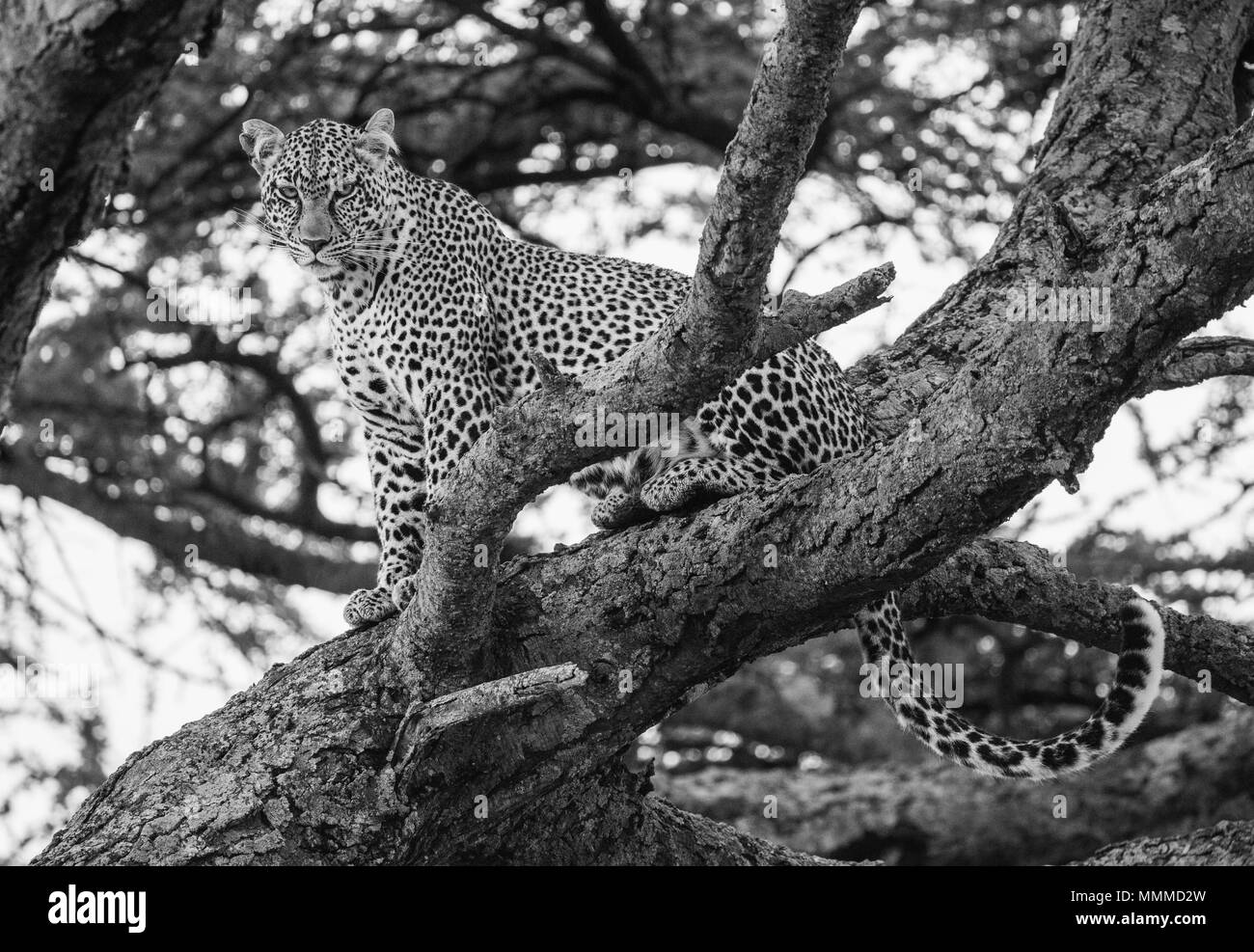 Leopard in piedi sull'albero. Parco nazionale. Kenya. Tanzania. Maasai Mara. Serengeti. Foto Stock