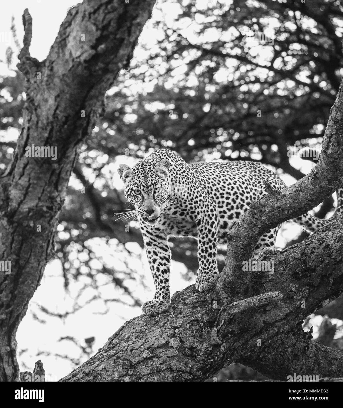 Leopard in piedi sull'albero. Parco nazionale. Kenya. Tanzania. Maasai Mara. Serengeti. Foto Stock