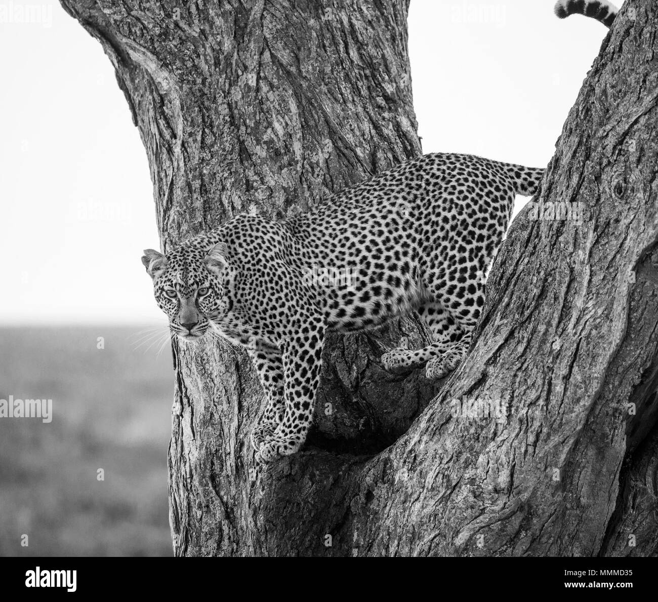 Leopard in piedi sull'albero. Parco nazionale. Kenya. Tanzania. Maasai Mara. Serengeti. Foto Stock