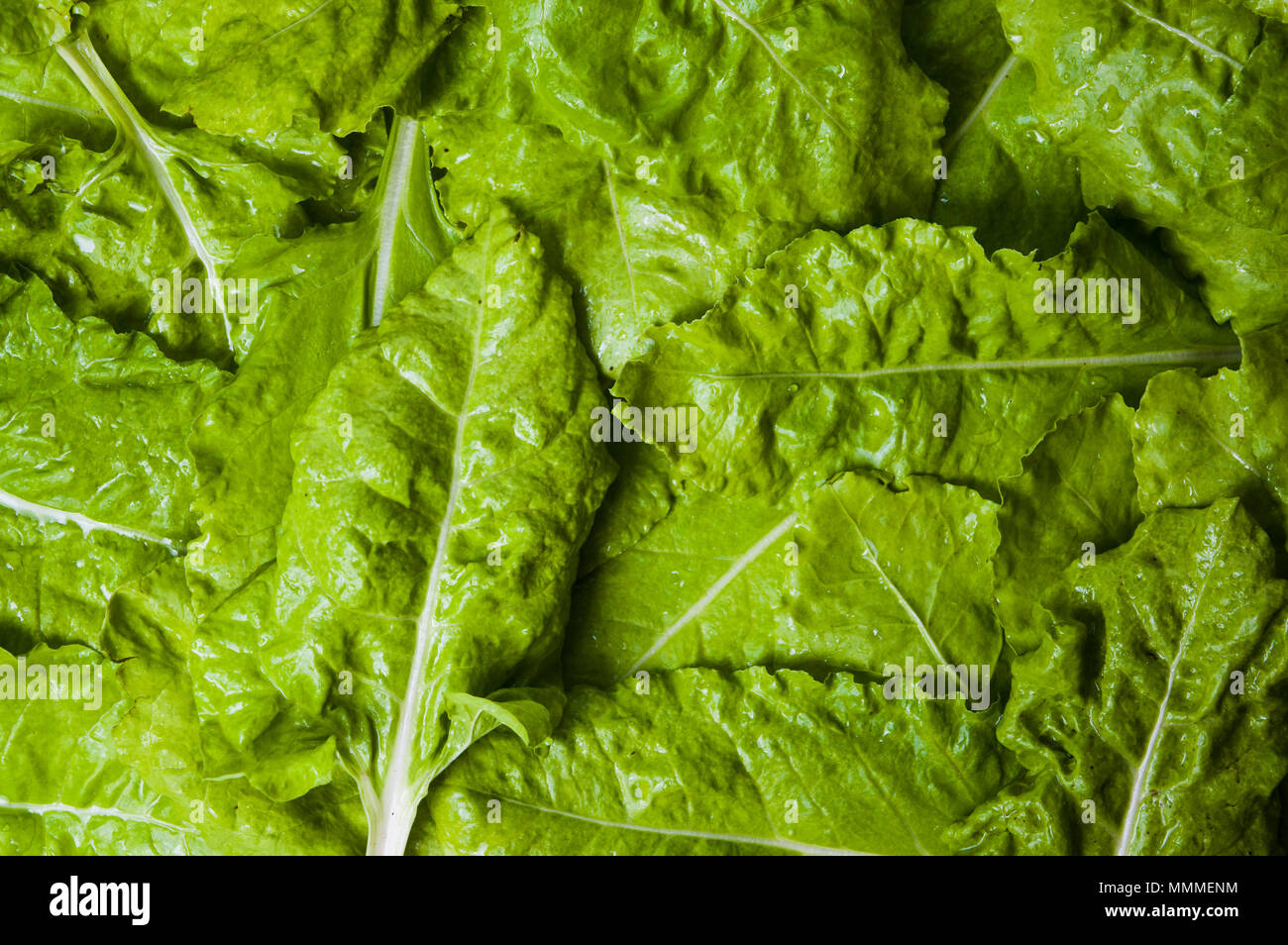 Mangel cavolo verde materie prime vegetali texture close up Foto Stock