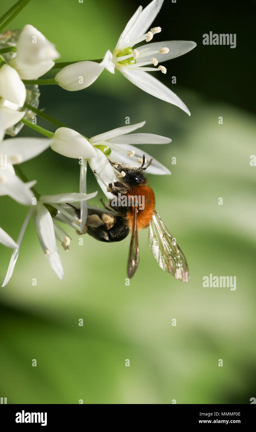 Un incredibile carda comune Bee (Bombus pascuorum) raccogliere il polline di un aglio selvatico fiore (Allium ursinum). Foto Stock