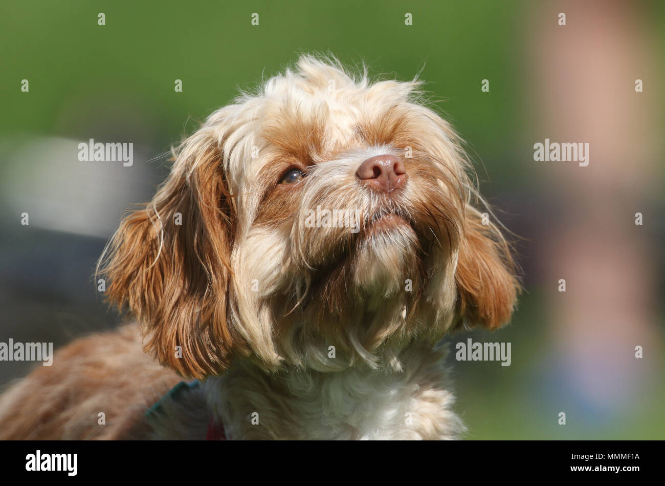 Un bel colpo di testa di un giovane cane Cavapoo. La razza è anche comunemente noti con i nomi di Barboncino x King Charles Spaniel Cavalier, Cavoodle, Cavoo. Foto Stock