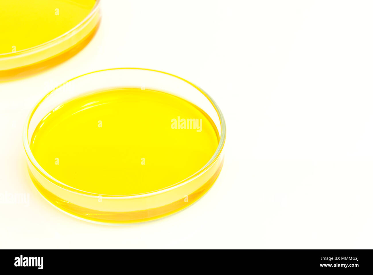 Piastre di Petri (petridishes) di soluzione di bicromato di potassio liquido giallo isolato su sfondo bianco. La scienza concetto scientifico Foto Stock