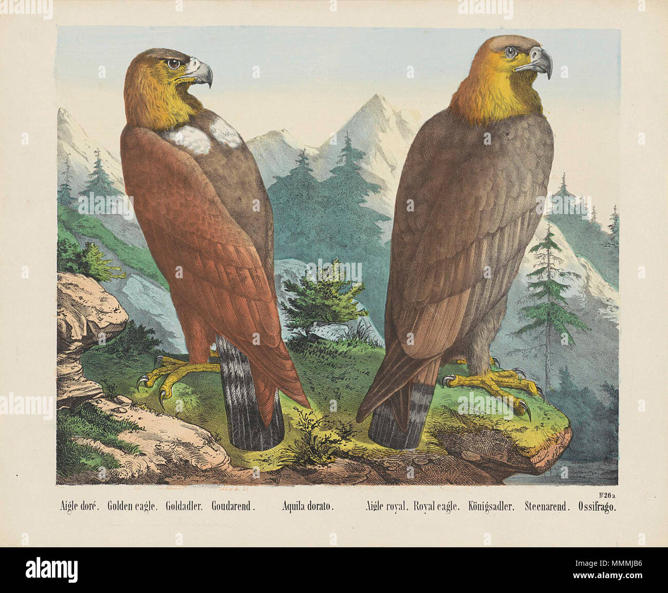 . Twee steenarenden in een berglandschap. Genummerd rechtsonder: No. 26a.; Iconclasscode: 25F33(EAGLE); stampa; volksprent; volgens het onderschrift zijn het twee soorten; in werkelijkheid zijn het beide steenarenden, rechts een juv. Aigle d'o. / Golden Eagle. / Goldadler. / Goudarend. / Aquila dorato. / Aigle royal. / Royal Eagle. / Königsadler. / Steenarend. / Ossifrago. 1829 - 1880; 1829 - 1880. 53 Aquila chrysaetos - golden eagle Foto Stock