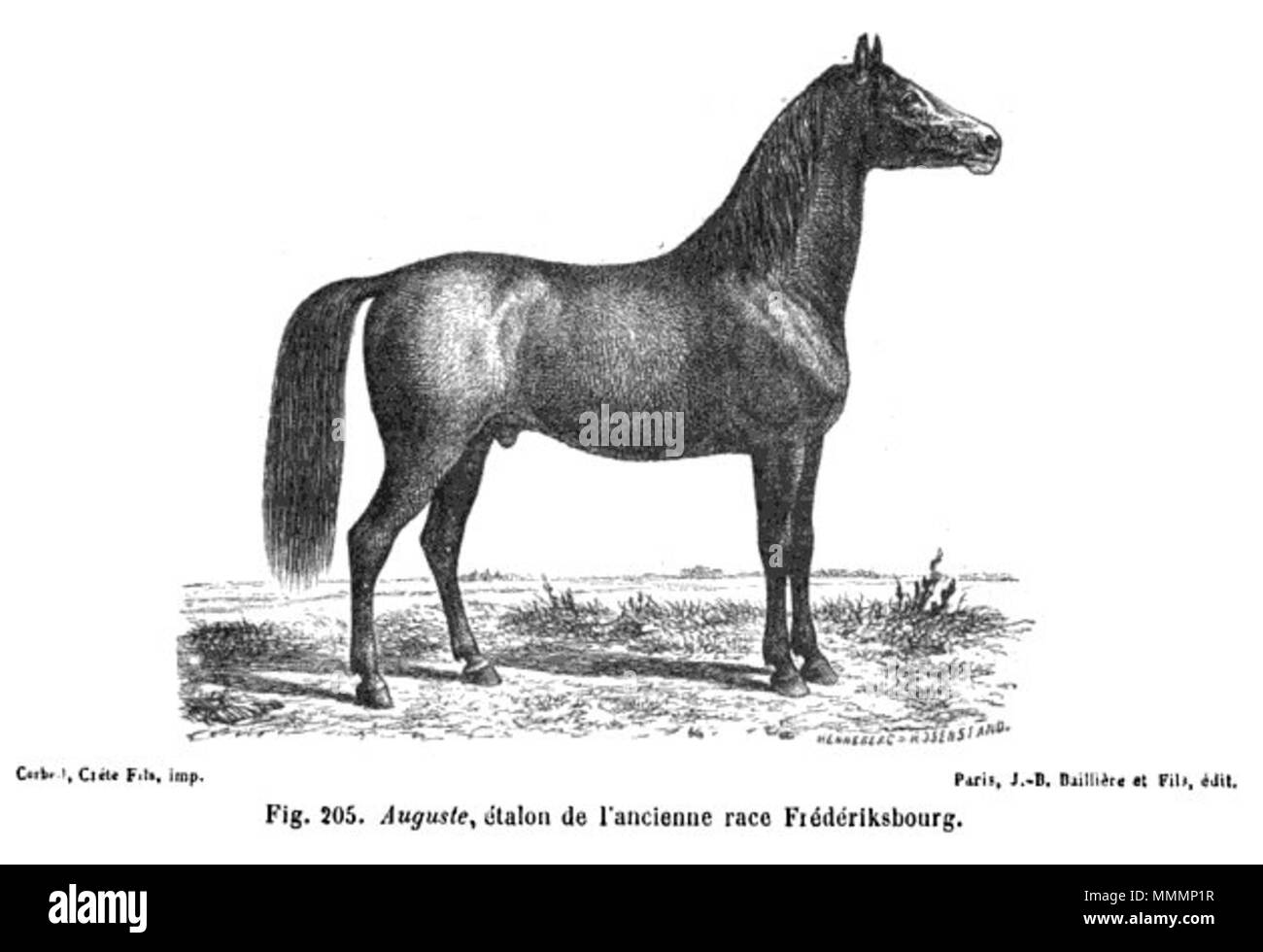 Brehm-Cheval-Frédériksbourg Foto Stock