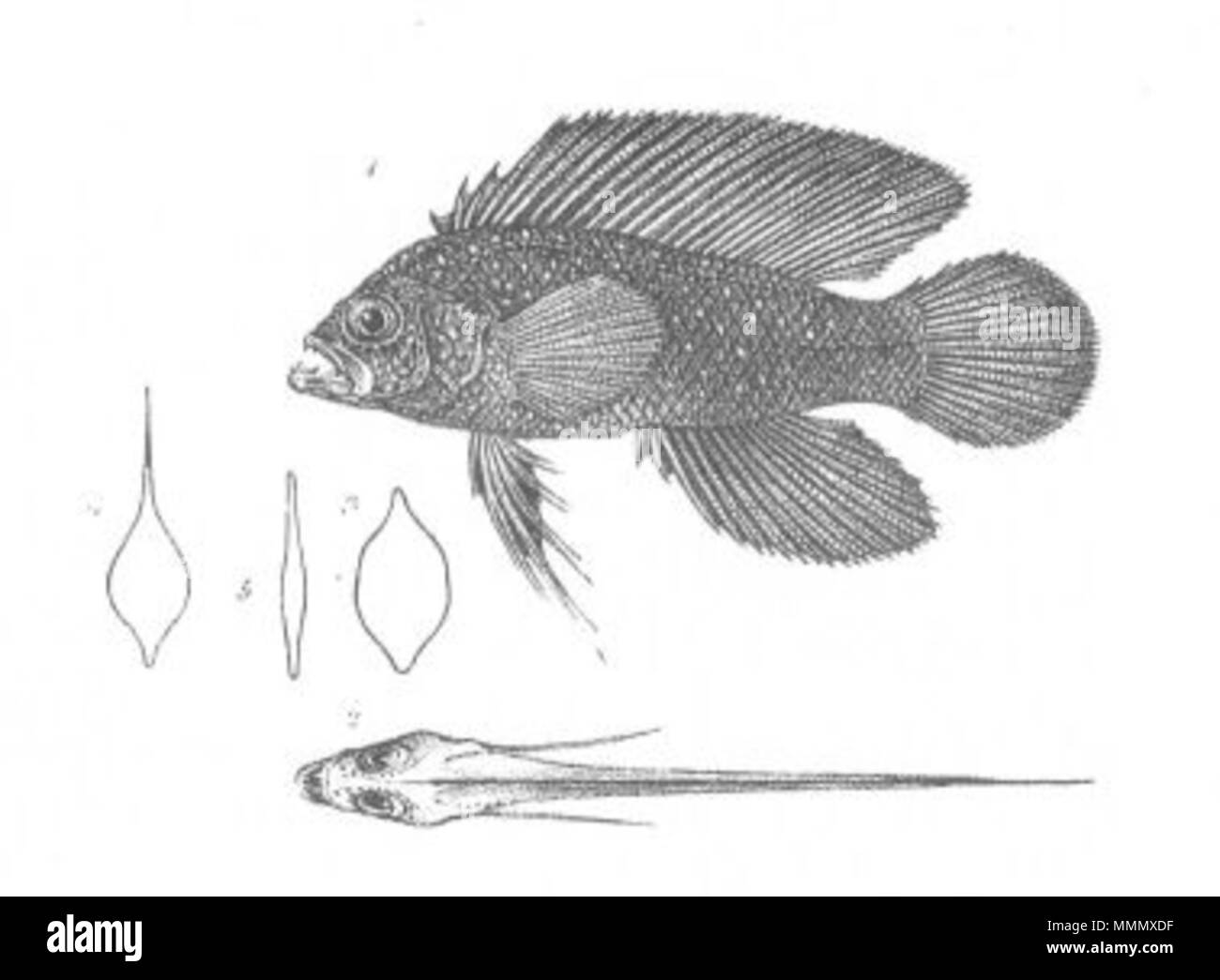 . Questa è un immagine intitolata "Assiculus punctatus' dal Volume 1 di John Lort Stokes 1846 prenota scoperte in Australia. L'immagine accompagna la prima descrizione scientifica delle specie. . 1846. 'Drawn su pietra da W. Mitchell. Hullmandel & Walton Lithographers." 60 Assiculus punctatus (scoperte in Australia) Foto Stock