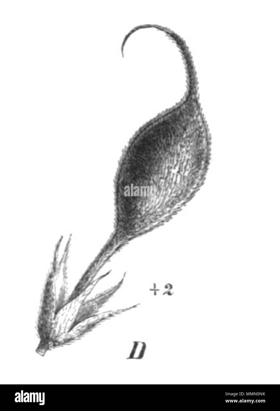 . Illustrazione dal libro 71 Baptisia lecontii pod Taub104b Foto Stock