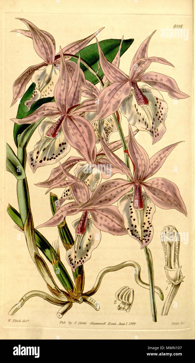 . Illustrazione di Barkeria spectabilis . 1844. Walter Hood Fitch (1817-1892) del., Swan sc. 72 Barkeria spectabilis - Curtis' 70 (N.S. 17) pl. 4094 (1844) Foto Stock