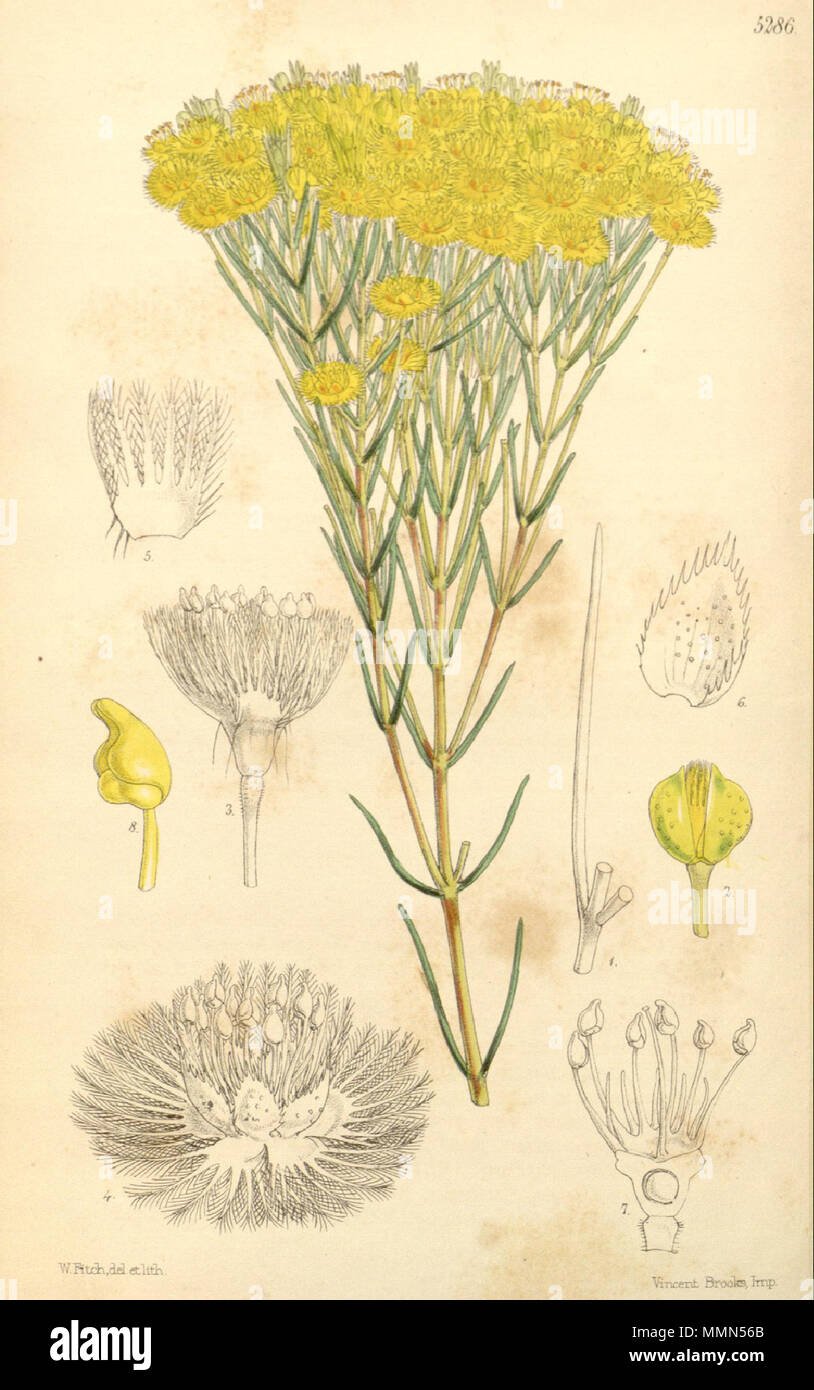 . Volume di 87 pl. 5286. Il titolo è ' VERTICORDIA nitens. Luccicante Verticordia'. L'arte e lavoro lithograhic è da Walter Fitch e la stampa è stata eseguita da Vincent Brooks. . 1861. Walter Hood Fitch 94 Botanical Magazine 5286 Verticordia nitens (piastra) Foto Stock