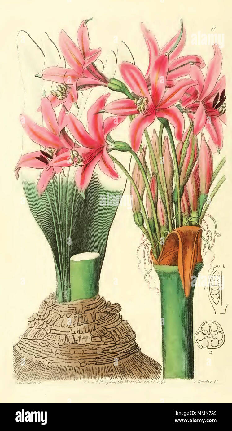 . Inglese: Brunsvigia grandiflora. Nome originale: Amaryllis banksiana. . 1842. Lindley 102 Brunsvigia slateriana Foto Stock