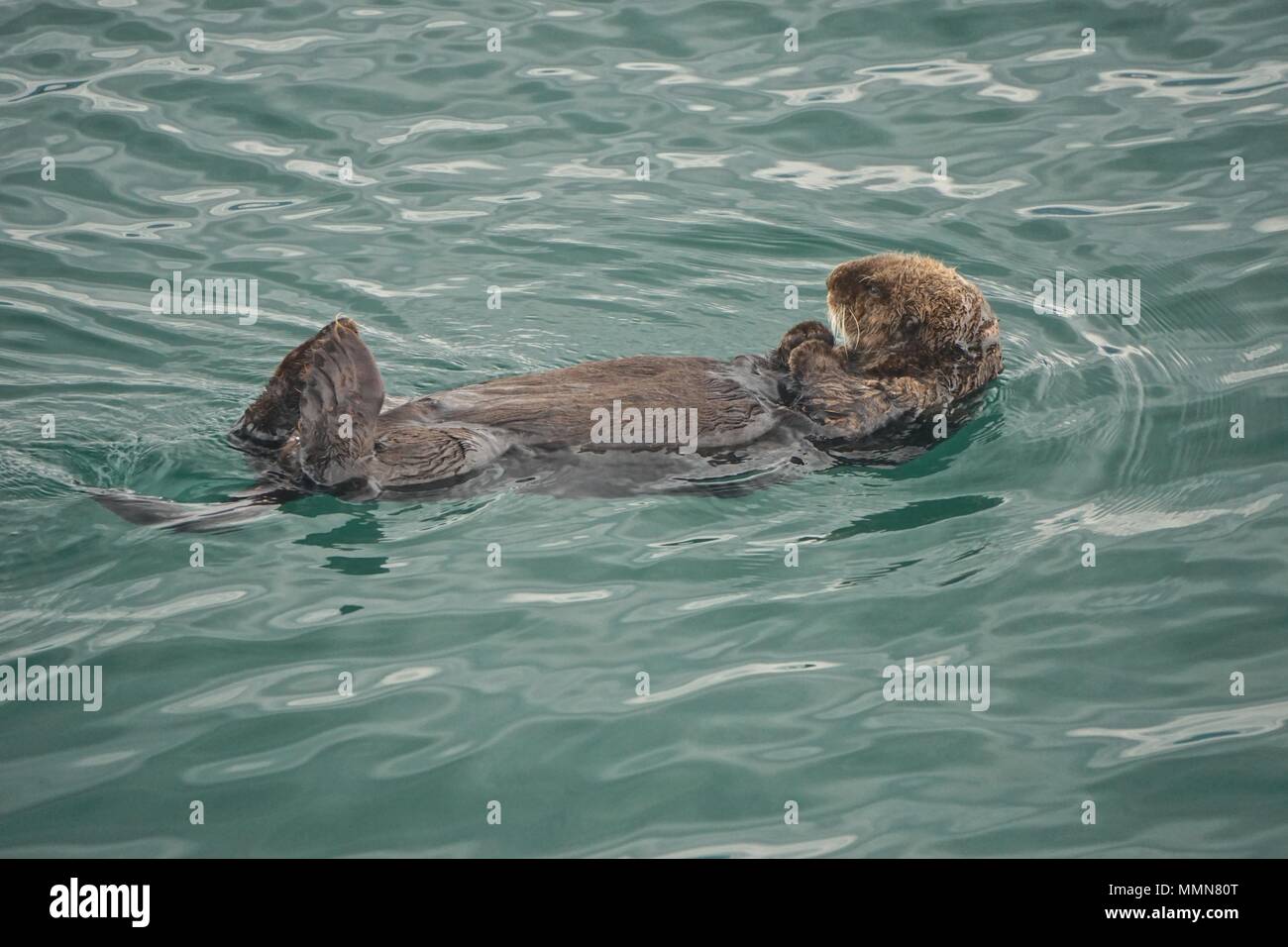 Kachemak Bay, Alaska, STATI UNITI D'AMERICA: Sea Otter (Enhydra lutris), un interamente acquatica lontra marina del Pacifico del nord delle coste. Foto Stock