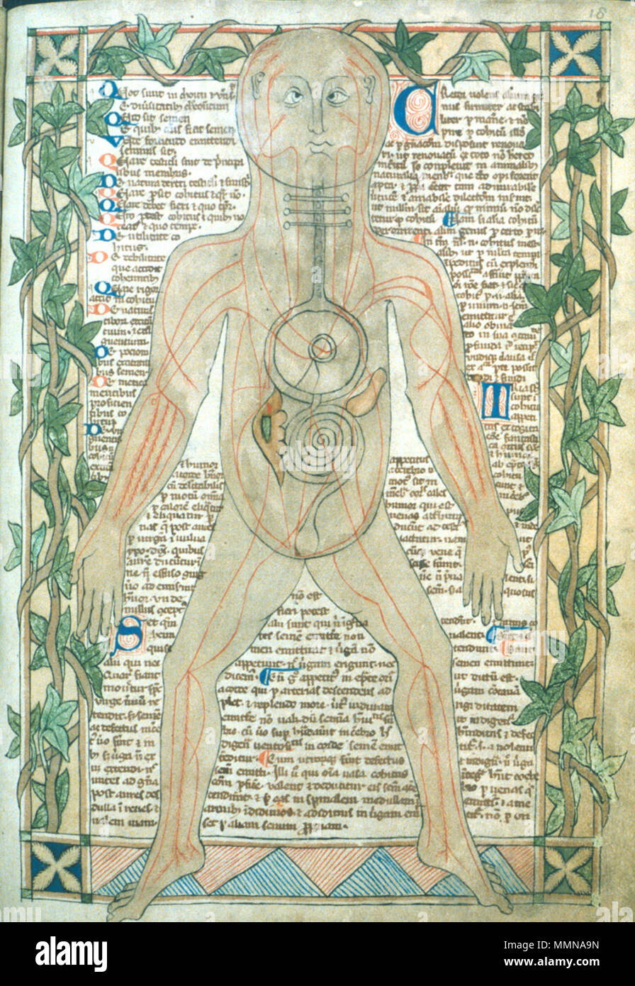. Inglese: anatomica illustrazione che mostra le vene. Miscellanea medica, anatomico illustrazione che mostra le vene.. circa 1292. Xiii secolo illustrazione anatomica Foto Stock