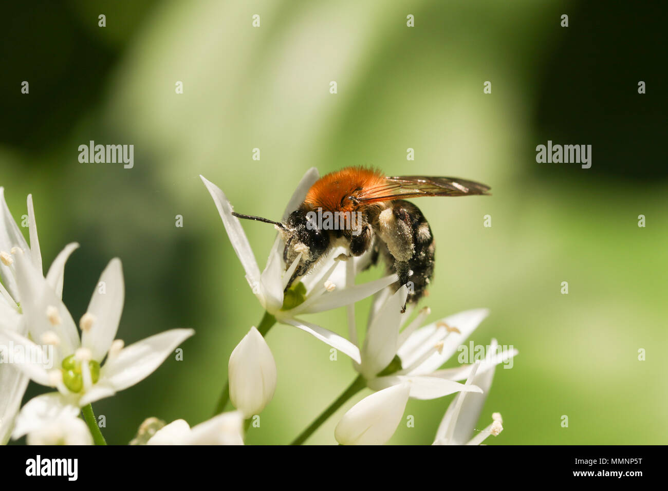 Un incredibile carda comune Bee (Bombus pascuorum) raccogliere il polline di un aglio selvatico fiore (Allium ursinum). Foto Stock