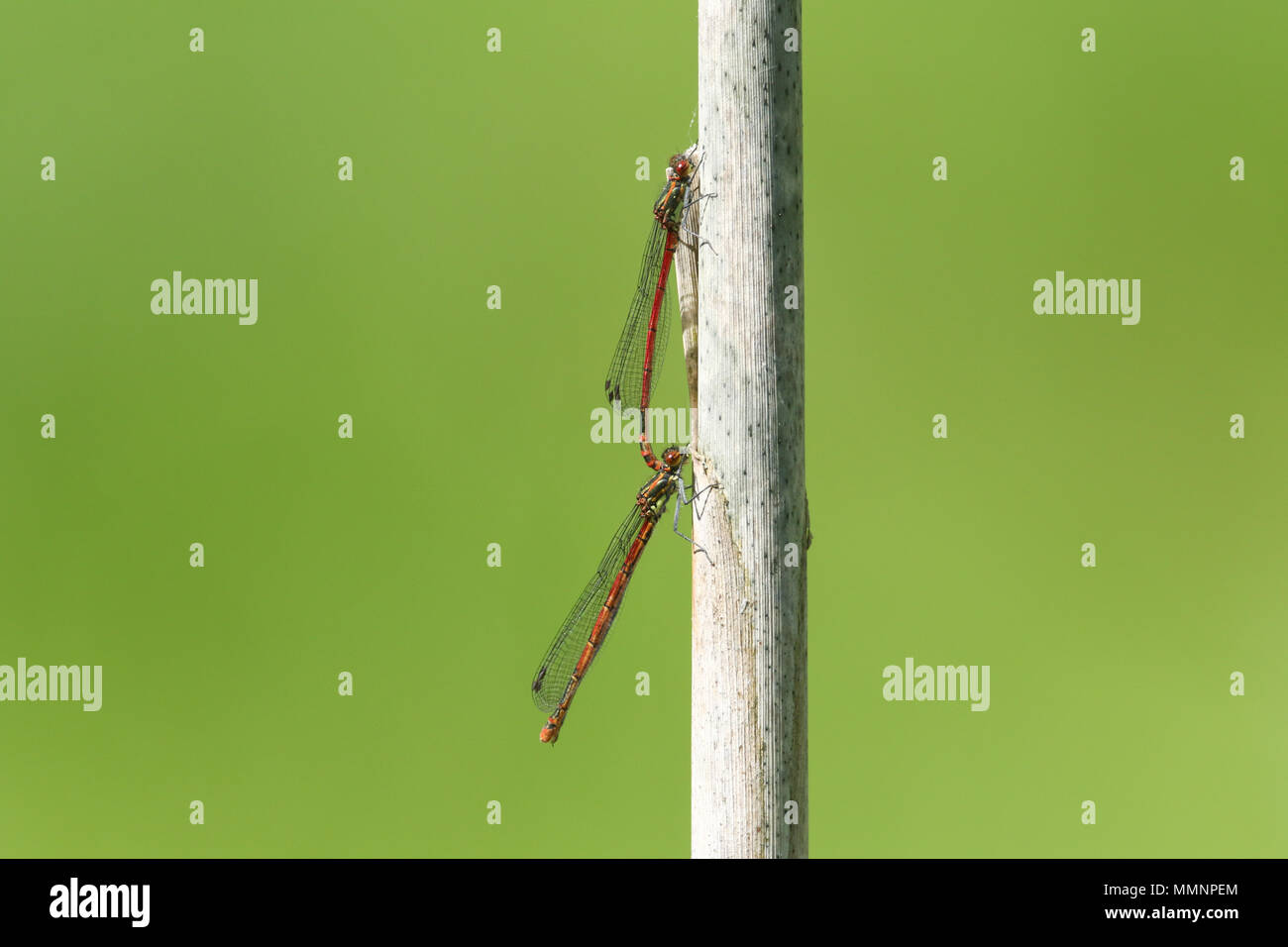 Una coniugata coppia di rossi di grandi dimensioni (Damselfly Pyrrhosoma nymphula) appollaiate su un reed. Foto Stock