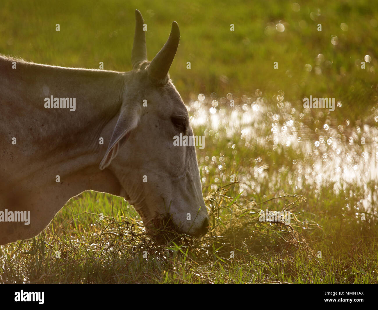 Samba e Chital Deer Foto Stock