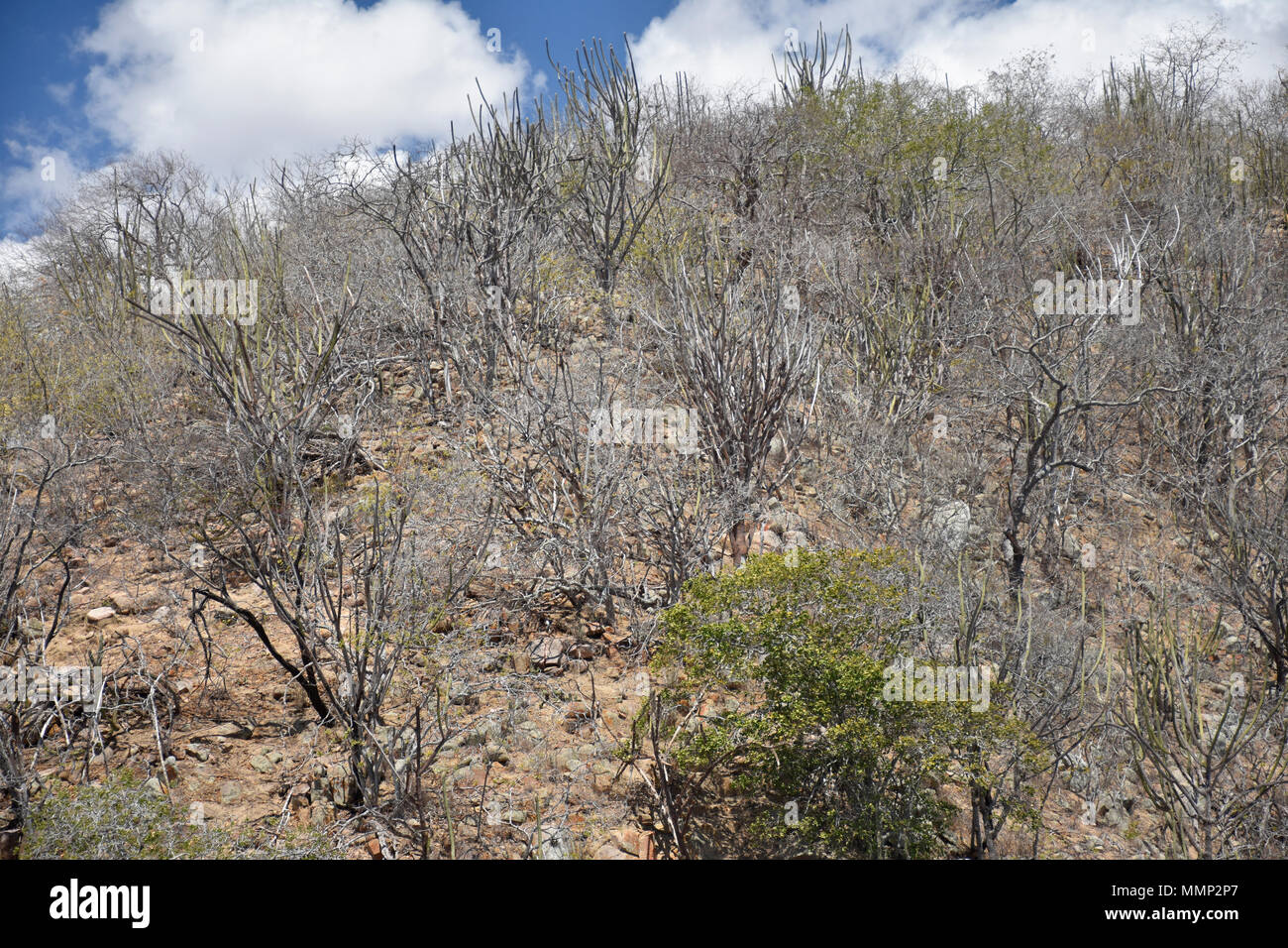 Alberi a secco, vegetazione tipica della caatinga, 'sertao " o "' agreste ha nel nord-est Stato di Sergipe, Brasile Foto Stock