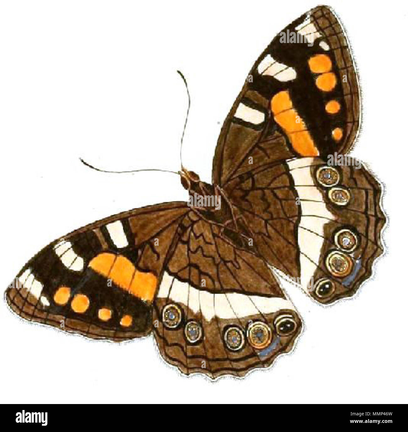 . Piastra III E, F: '(Papilio) Tulbaghia - (Papilio) Tulbagia' ( = Aeropetes tulbaghia, vedere la sezione Albero di vita Papilio Tulbaghia ( = Aeropetes tulbaghia). pubblicato 1779; scansione 22 aprile 2010. Autore: Pieter Cramer (Crea pagina di creatore) (1721 - 1776) Autore: Caspar Stoll (Crea pagina di creatore) (tra 1725 e 1730 - 1791) incisore: sconosciuto ([[Creatore:sconosciuto|Crea pagina di creatore]]) Illustrator: sconosciuto ([[Creatore:sconosciuto|Crea pagina di creatore]]) Aeropetes1 Foto Stock