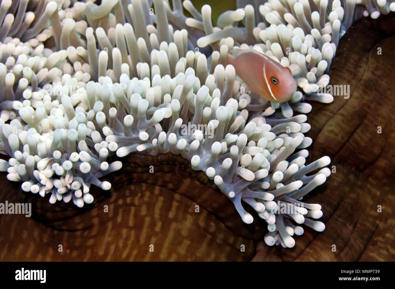 Rosa, anemonefish Amphiprion perideraion, nuota nel suo magnifico mare anemone, Heteractis magnifica, Pohnpei, Stati Federati di Micronesia Foto Stock