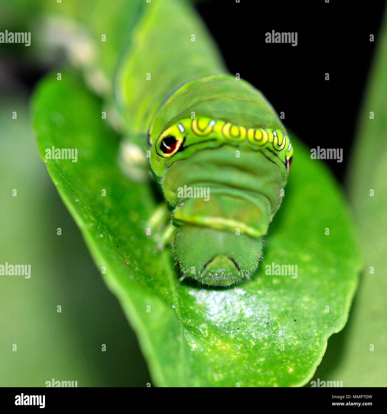 Caterpillar di cinesi Giallo farfalla a coda di rondine, Papilio xuthus, su un calamansi tiglio, Citrofortunella microcarpa, Honolulu, Hawaii, STATI UNITI D'AMERICA Foto Stock