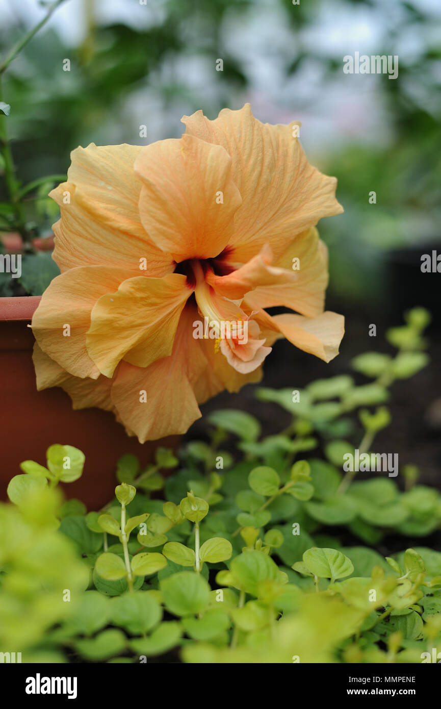 Chiudere la fotografia di hibiscus blossom nella serra. Foto Stock