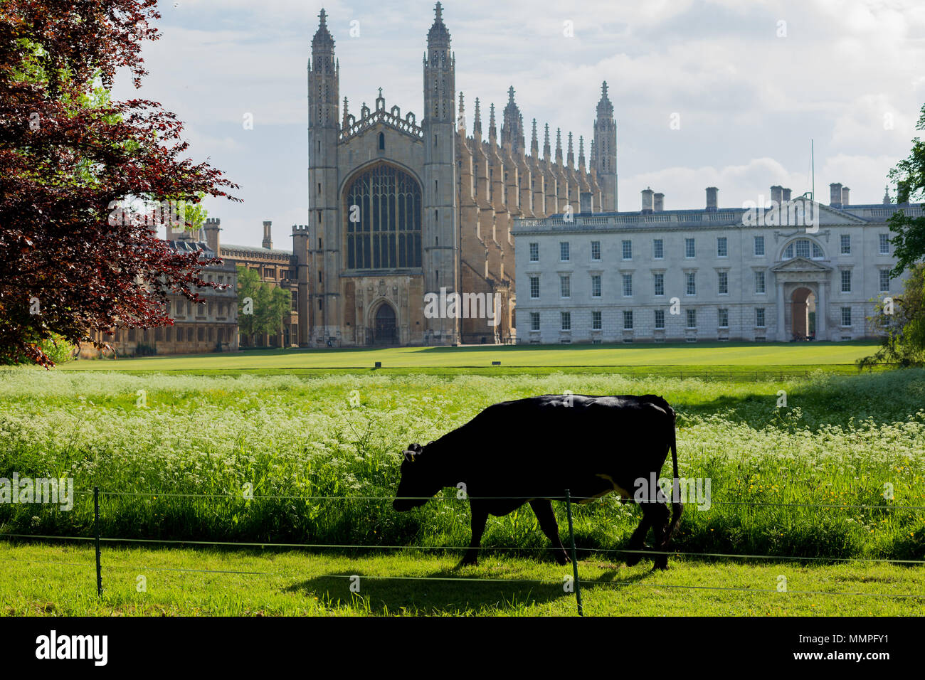Una mucca al pascolo nei font di Cappella del King's College di Cambridge, Inghilterra Foto Stock