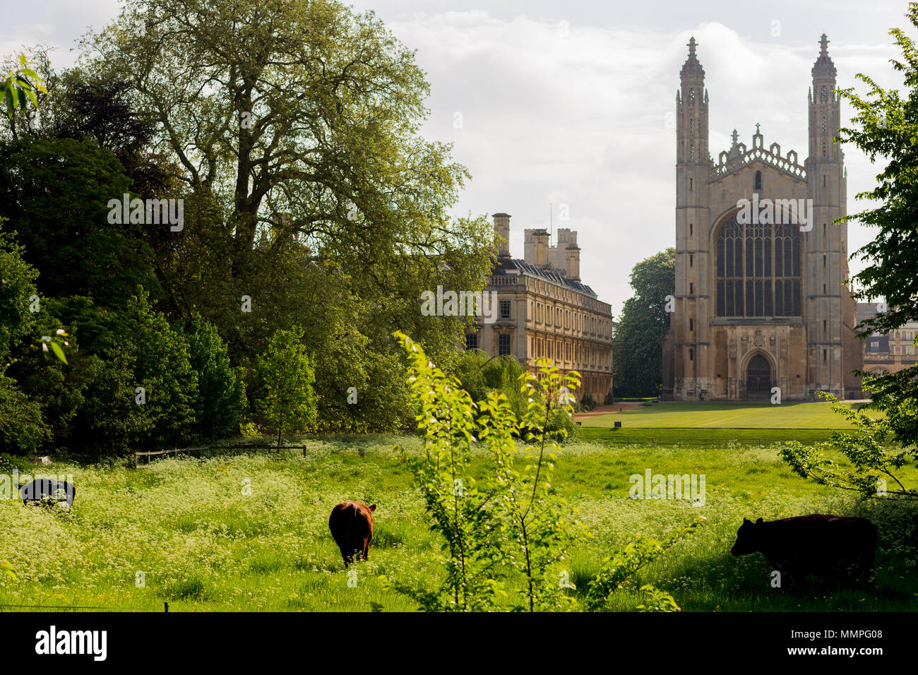 Le mucche al pascolo su terreni di fronte Cappella del King's College di Cambridge, Regno Unito Foto Stock