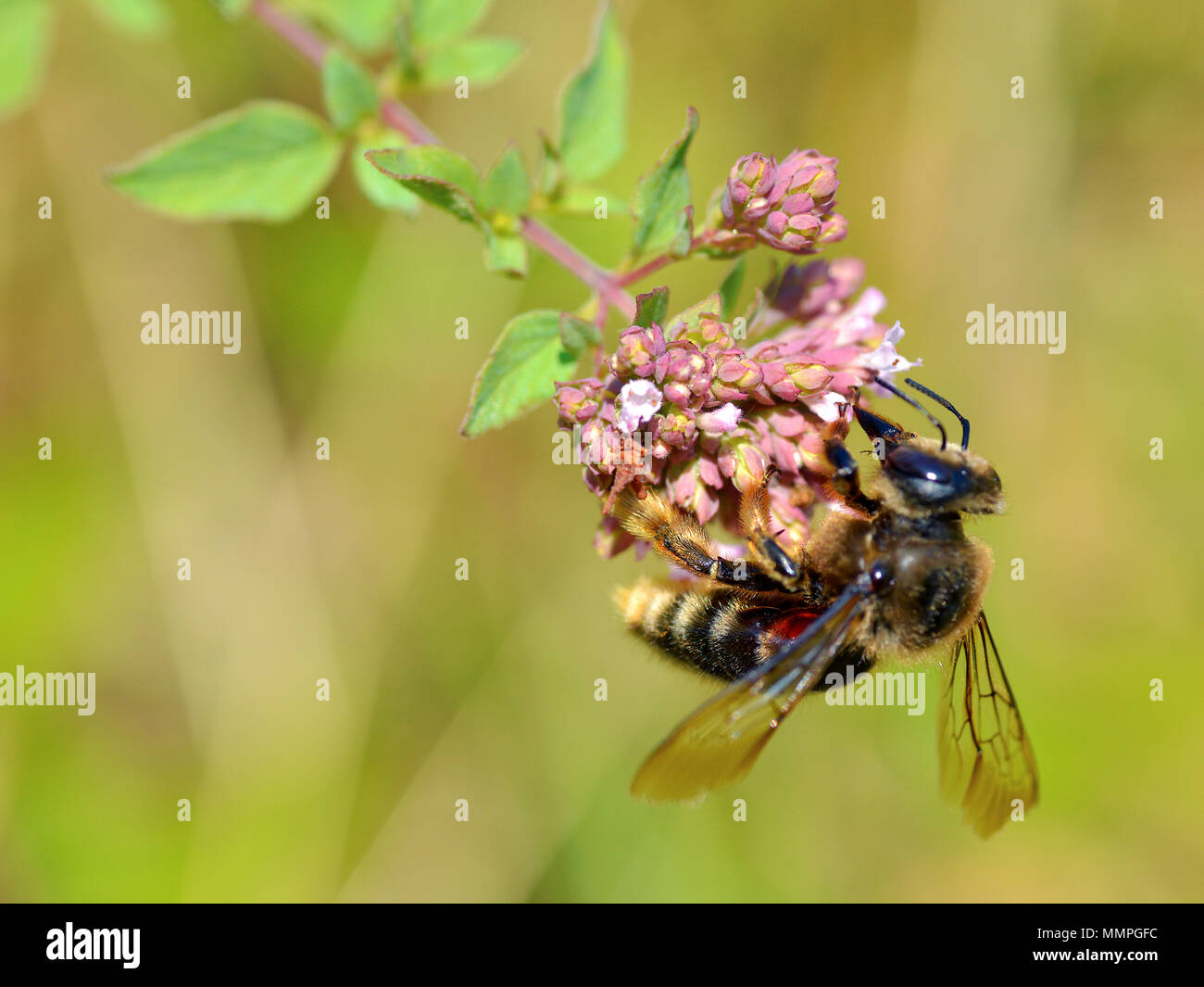Macro di miele delle api (Apis) alimentazione sul fiore rosa visto dal profilo Foto Stock