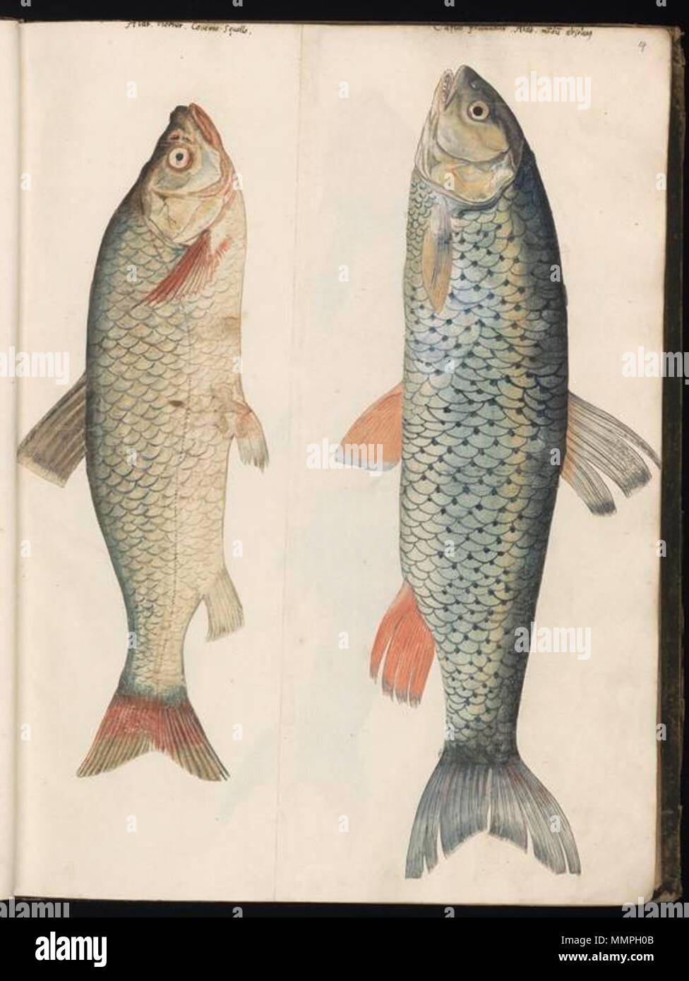 . Inglese: Disegno raccolti da Felix Platter, per essere utilizzati in Historiae animalium. Il primo volume contiene i disegni di pesci, molluschi e crostacei e altre creature del mare. I disegni sono stati realizzati da vari artisti, per lo più anonimi. Nederlands: Tekeningen porta verzameld Felix Platter, voor gebruik in de encyclopedie Historiae animalium (1551-1558). Het eerste volume bevat afbeeldingen van vissen, krabben, kreeften, schelpdieren en andere zeewezens.. De tekeningen werden gemaakt porta kunstenaars verschillende, veelal anoniem. . Tra 1546 e 1558. Sconosciuto animale disegni raccolti da Fe Foto Stock