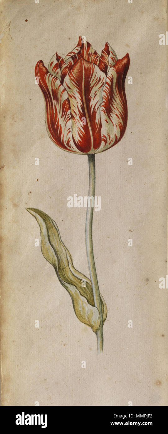 . Tulpenstudie, Gouache auf Büttenpapier, 15,5 x 10,5 cm . Il XVII secolo. Anthony Claesz io (circa 1591/1592-1635/1636) nomi alternativi Anthony Claesz. (I) Descrizione disegnatore olandese Data di nascita e morte circa 1591-1592 tra il 10 giugno 1635 e 17 maggio 1636 Luogo di nascita Amsterdam posizione di lavoro competente di Amsterdam control : Q18602832 RKD:?17004 Anthony Claesz ho Tulpenstudie Foto Stock