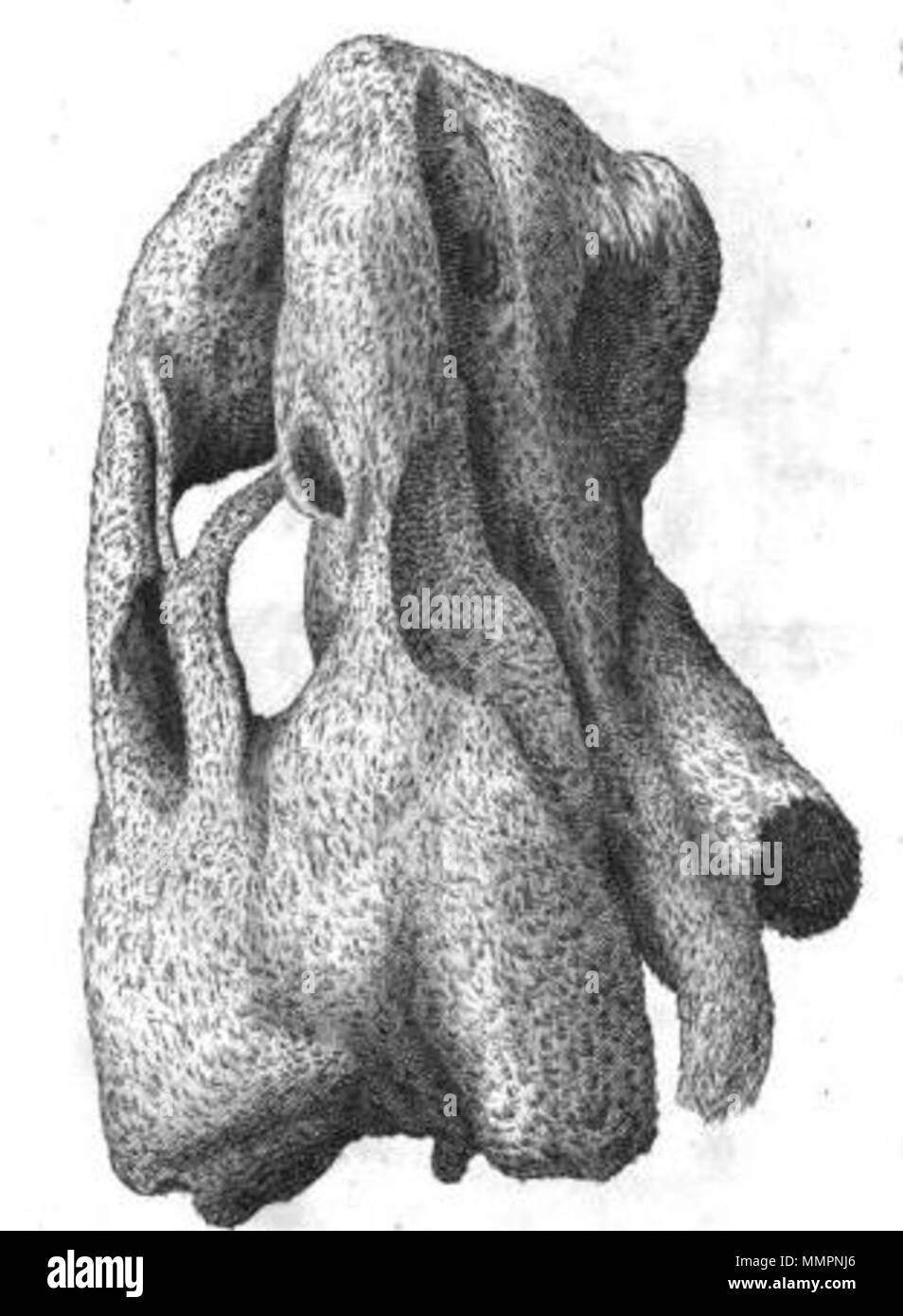 . Français : Quartum Dioscoridis alcyonium . 11 Novembre 2014 06:59:01. Aloysius ? Sculp. Appendice, p. 7 Foto Stock