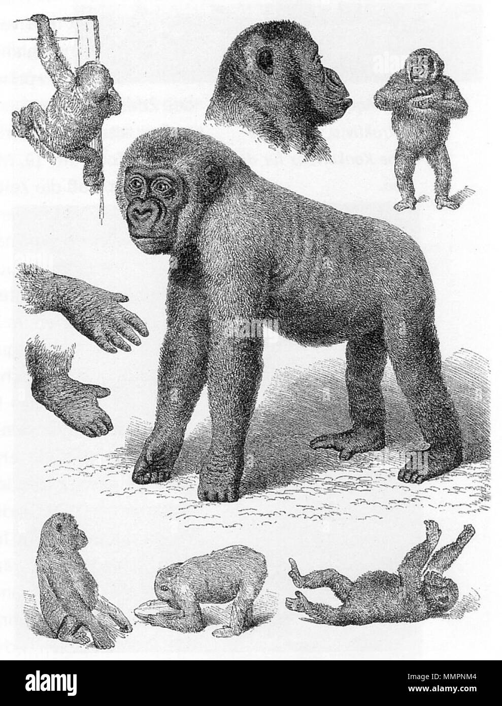 . Zeichnung des gorilla 'M' Pungu' im Berliner Acquario Unter den Linden". . 1876/77. Heinrich Leutemann (1824-1905) nomi alternativi Gottlob Heinrich (Henrik) Descrizione Leutemann tedesco illustratore e pittore Data di nascita e morte 8 Ottobre 1824 14 dicembre 1905 Luogo di nascita e morte Großzschocher Wittgensdorf posizione di lavoro autorità di Lipsia controllo : Q75527 VIAF:?ISNI 77081239:?0000 0000 8269 9695 ULAN:?500359296 LCCN:?n90703075 NLA:?35961399 WorldCat Acquario Unter den Linden 6 Foto Stock