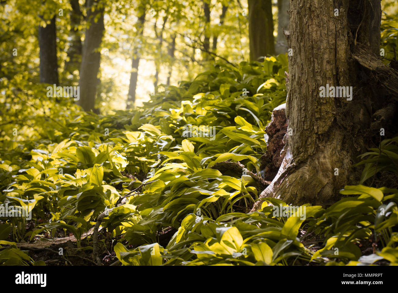 Molla verde foresta con sun fasci di luce Foto Stock