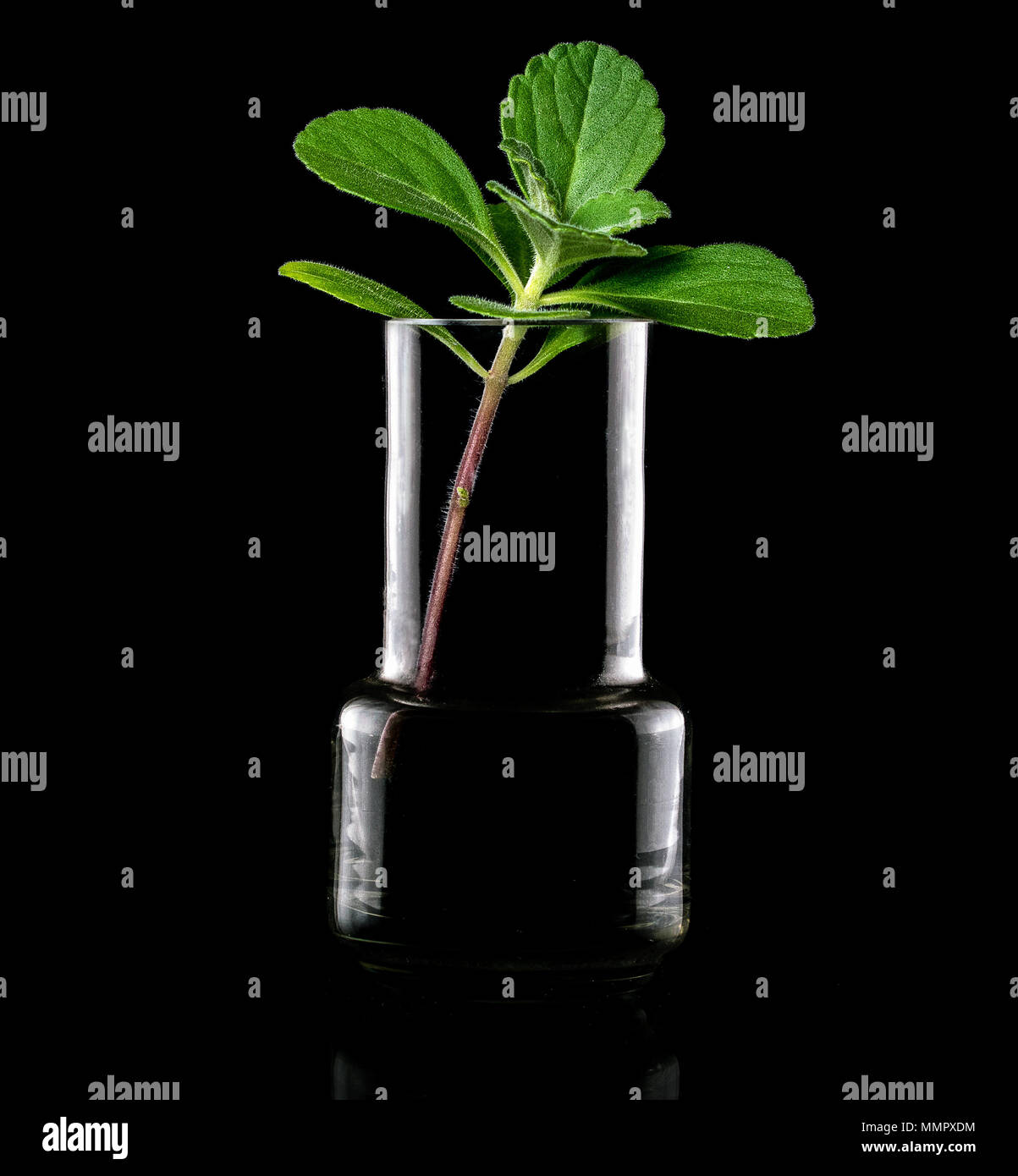 Piccola foglia verde all'interno di un vetro flash silhouette, sfondo nero - terra e ambiente, concetto Natura Foto Stock