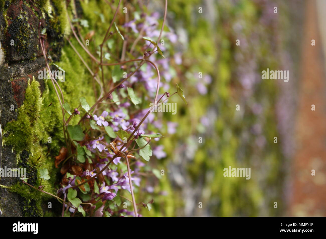 Piccoli fiori viola scorrimento fino a moss-parete coperto nel sud dell'Inghilterra. Foto Stock