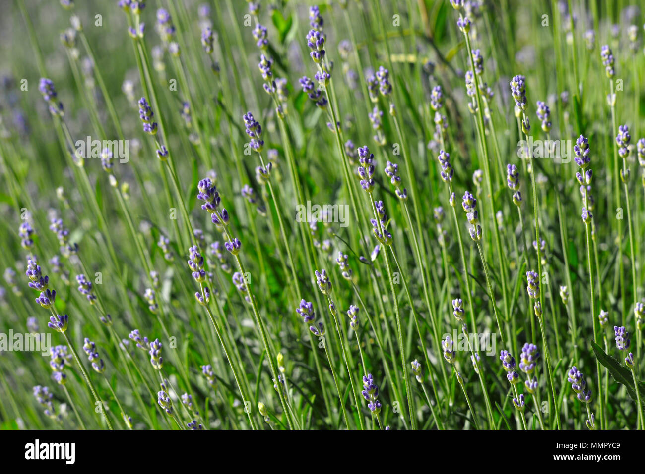 Piante di lavanda di Campo dei Fiori la natura vicino dettaglio Foto Stock