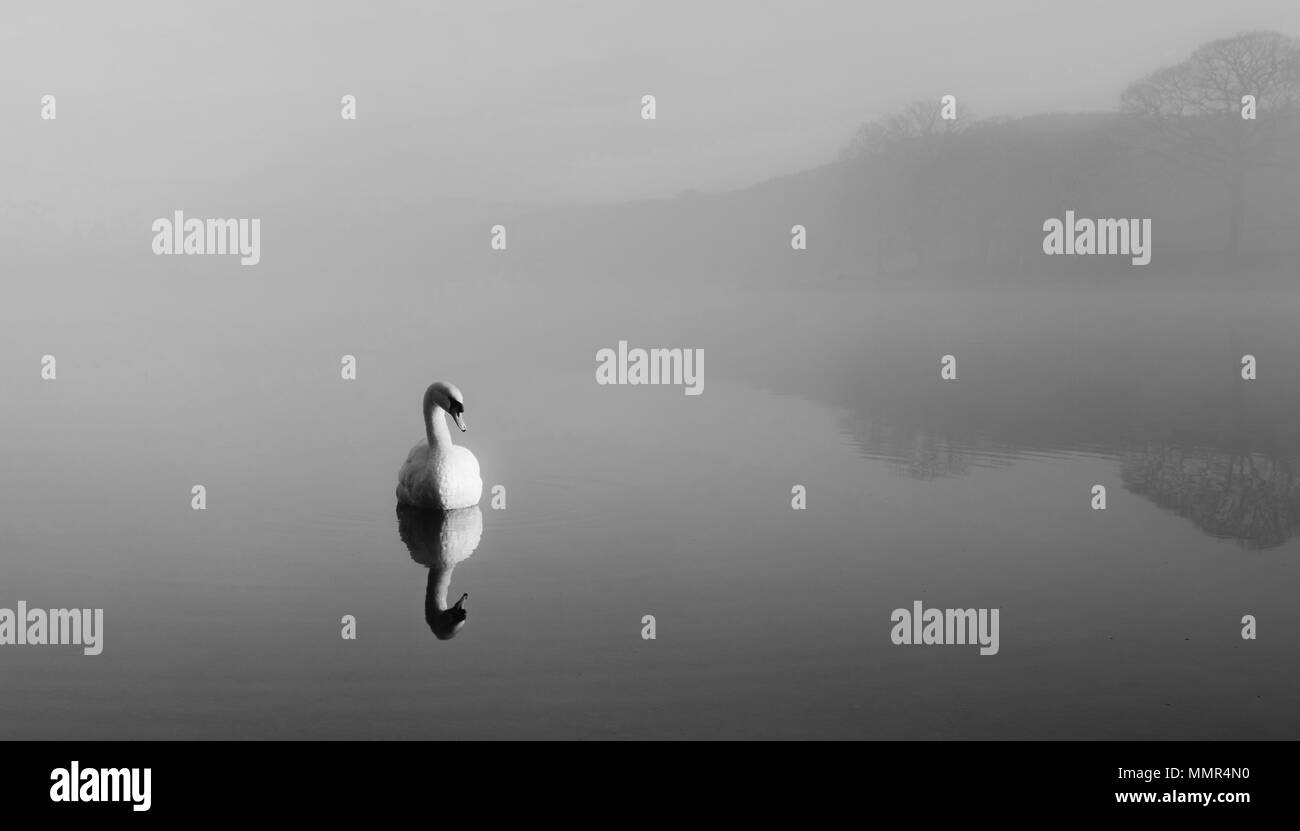 Una scena pittoresca con un cigno al mattino illuminazione laterale su un tranquillo specchio-come lago con la nebbia che affievolisce l'altra riva. Foto Stock