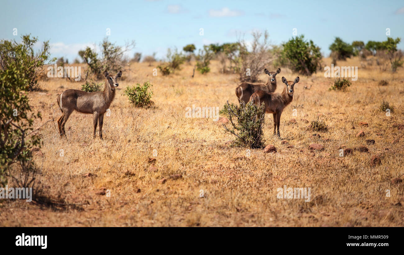 Tre waterbuck (Kobus ellipsiprymnus) femmina antilope nella savana africana. Parco nazionale orientale di tsavo, Kenya Foto Stock