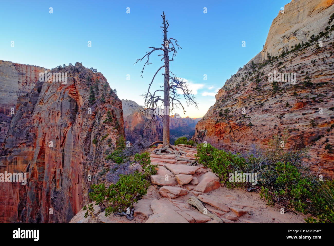 Vista del paesaggio di Zion Canyon di arenaria e albero secco sul modo in cui gli angeli lo sbarco, Utah, Stati Uniti d'America Foto Stock