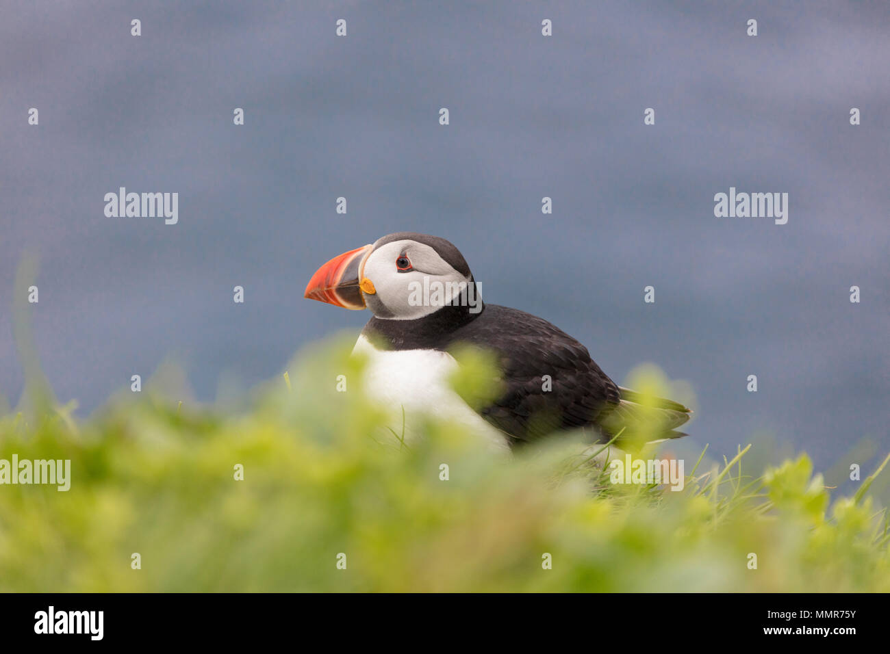 Atlantic puffin su erba, isola Mykines, Isole Faerøer, Danimarca Foto Stock