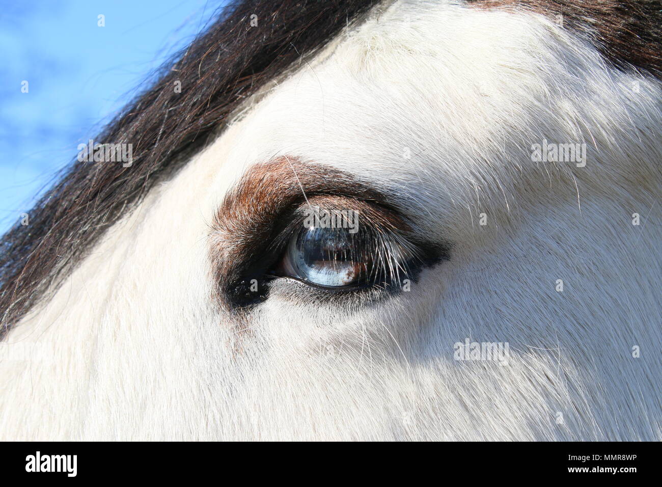 Close up di un bianco grigio testa di cavallo con criniera scura che mostra un blu brillante Abbinamento occhi di animale in chiaro cielo estivo Foto Stock