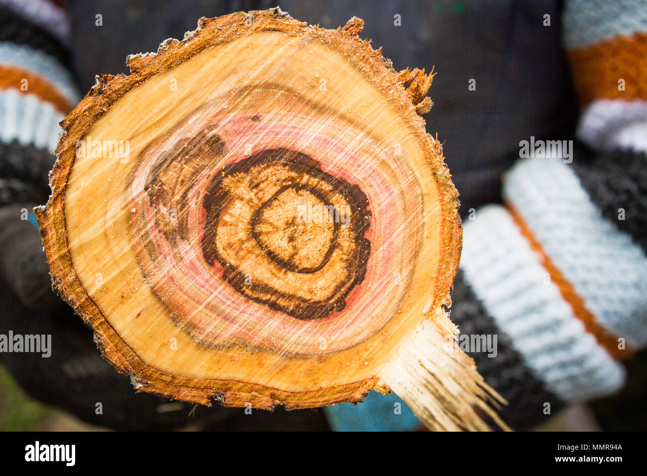 Taglio liscio del round segato log in legno Foto Stock